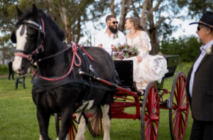 bride and groom on horse drawn cart at Country New South Wales wedding