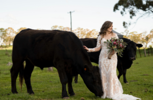 bride posing for wedding photographer with cows at farm wedding in Country New South Wales