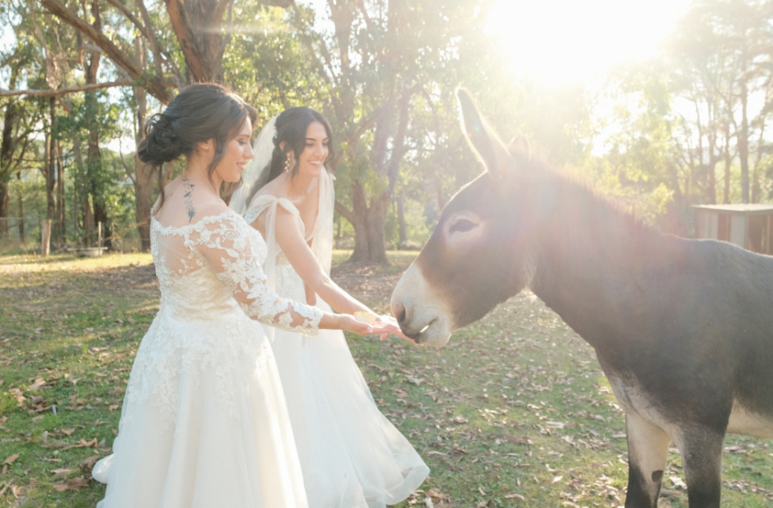 brides feeding donkey at Log Cabin Ranch